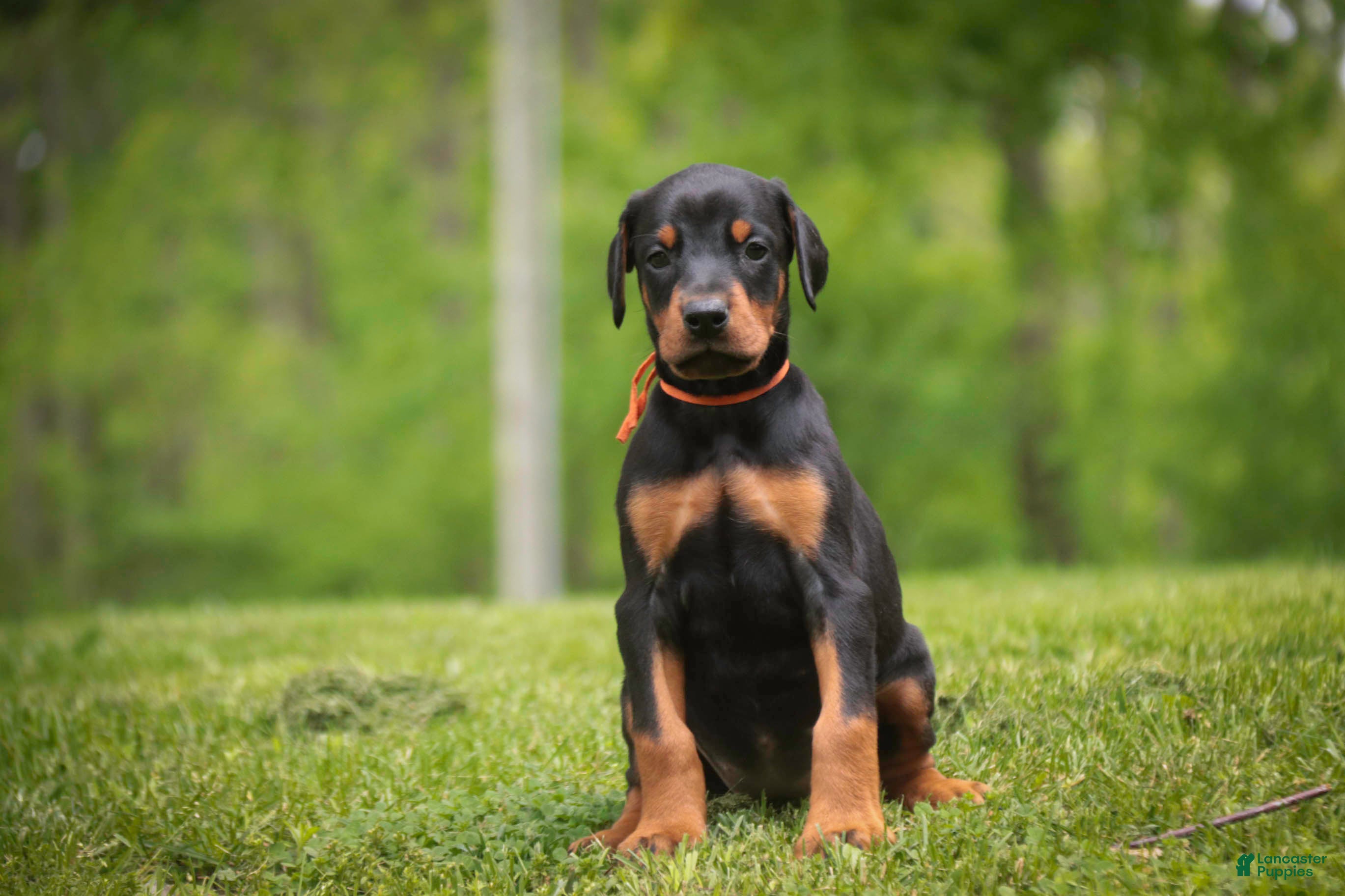 Doberman Pinscher dogs Isadora - Ad 1