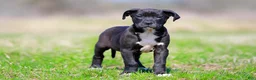 Mixed Breed dogs for sale: Grackle - European Doberdane - Ad 3