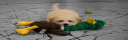 Maltipoo dogs for sale: Franklin 🐶 - Ad 6