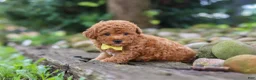 Miniature Poodle dogs for sale: Jax - Ad 3
