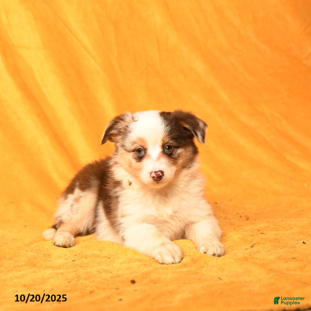 Miniature Australian Shepherd dogs for sale: Writz - Ad 2