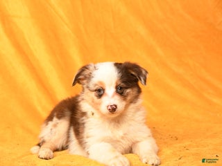 Miniature Australian Shepherd dogs - Ad 37