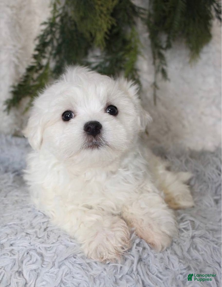 Maltipoo dogs for sale: Maltipoo 1 - Ad 11