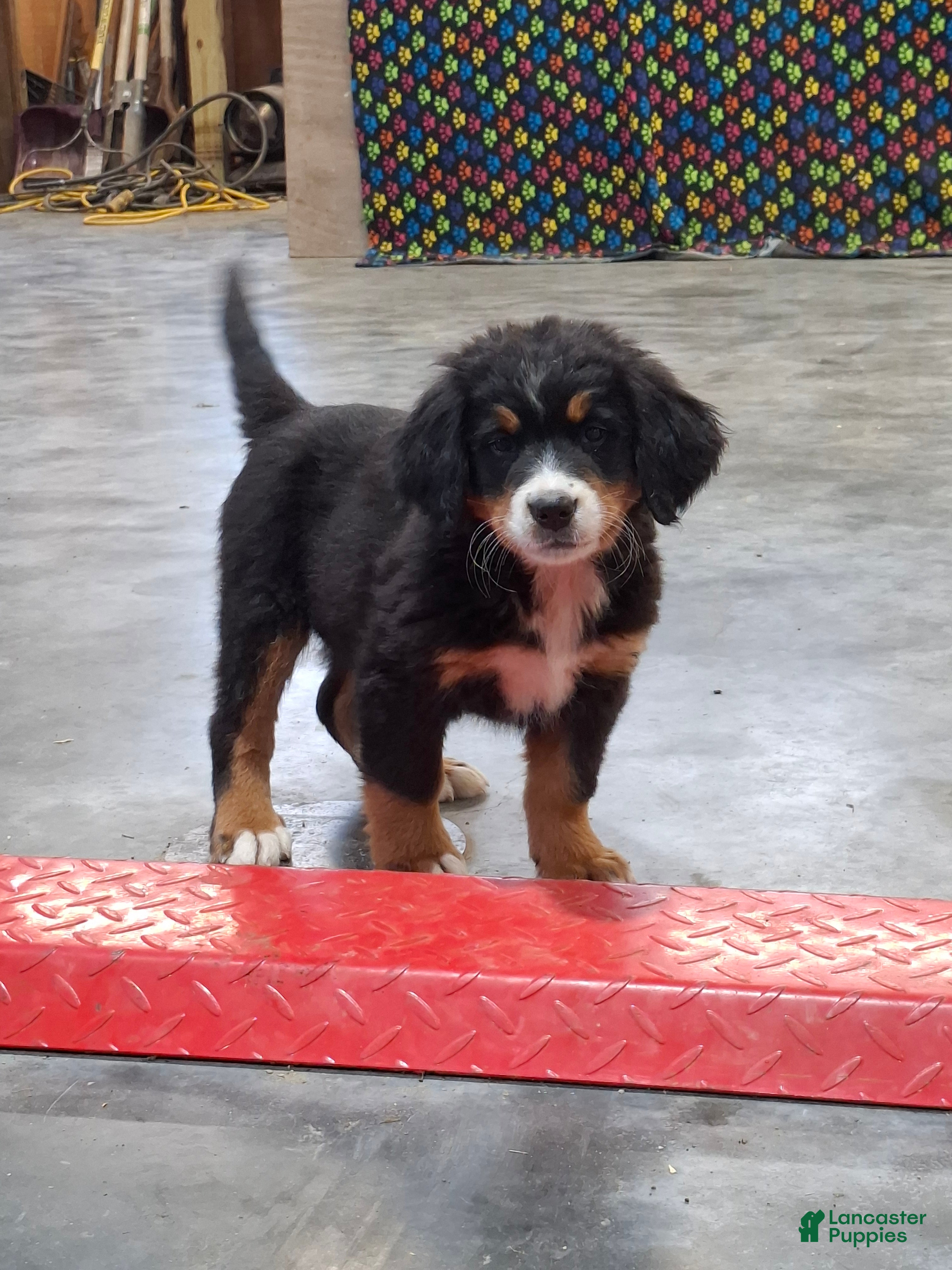 Bernese Mountain Dog dogs Sue - Ad 2