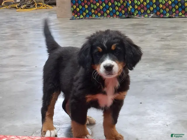 Bernese Mountain Dog dogs Sue - Ad 2