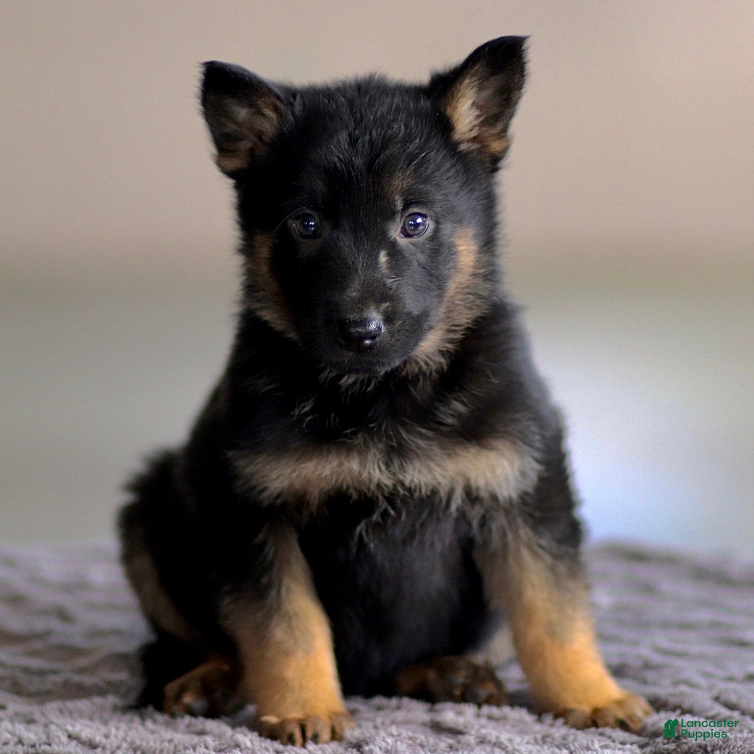 German Shepherd dogs George - Ad 1