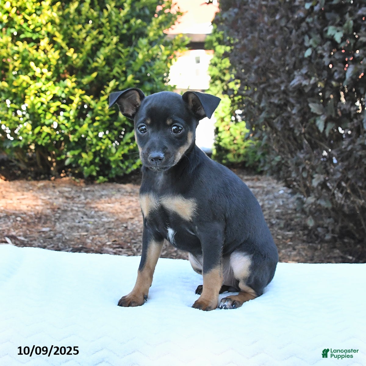 Terrier Miniature Pinscher Puppies for sale Lancaster Puppies