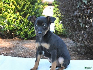 Mixed Breed dogs - Ad 31