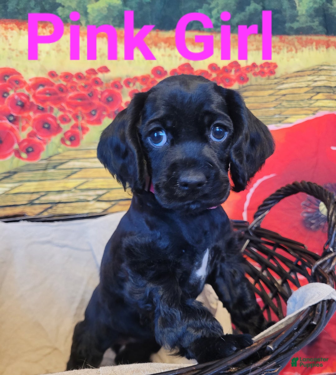 Cockapoo dogs for sale: Pink Girl  - Ad 8