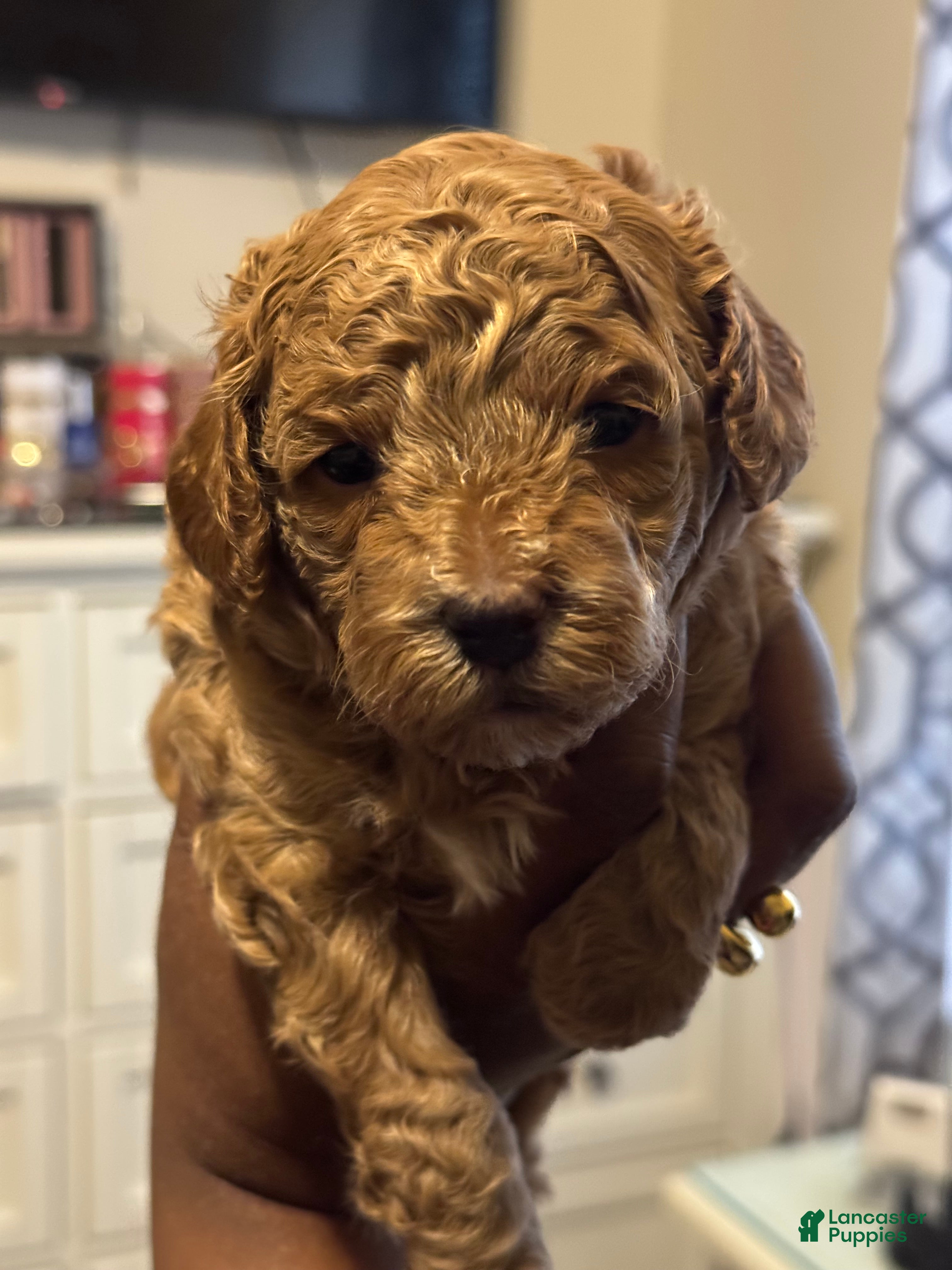 Shihpoo dogs Daniela - Ad 1