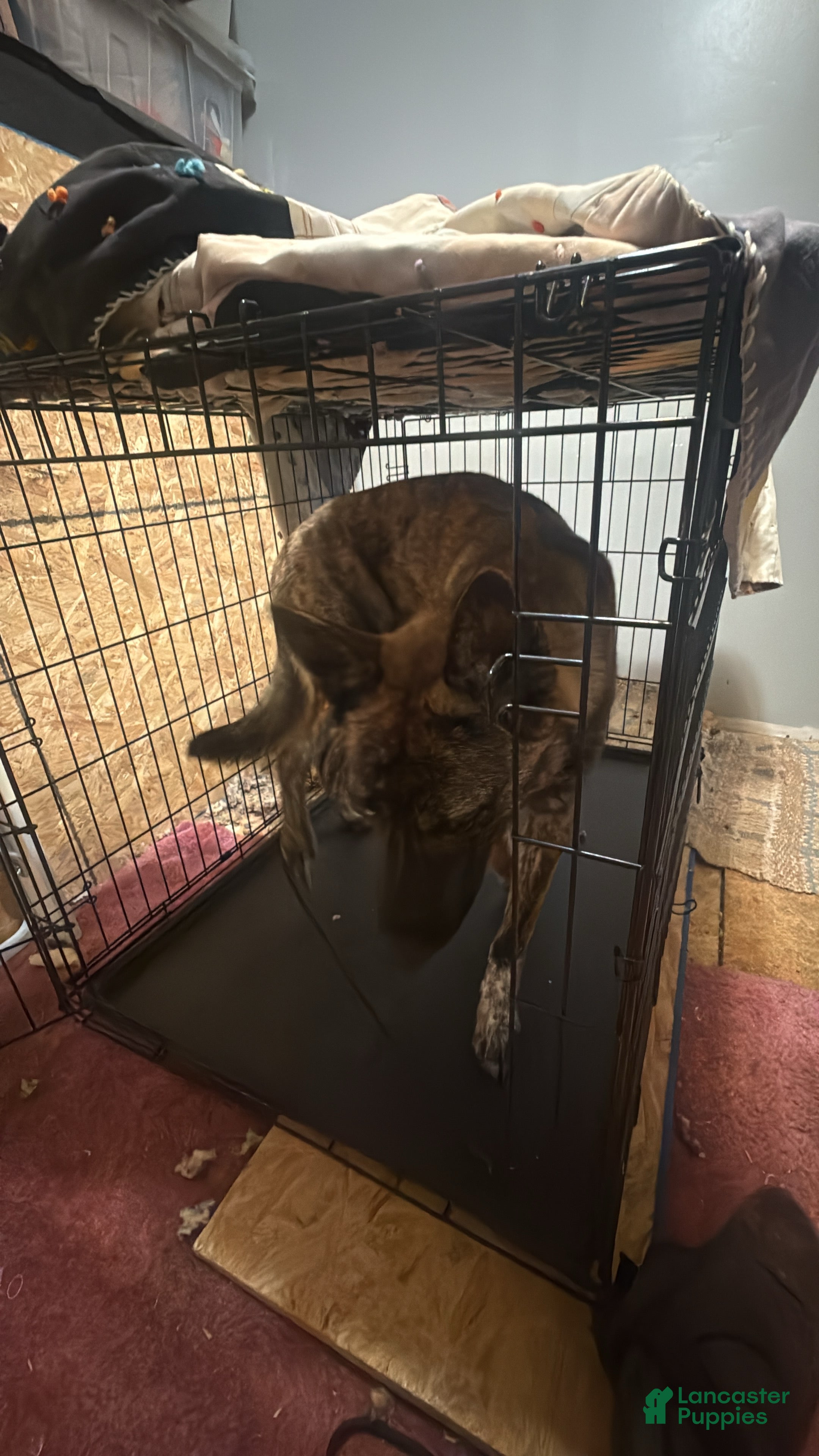 Mixed Breed dogs Zeus - Ad 1