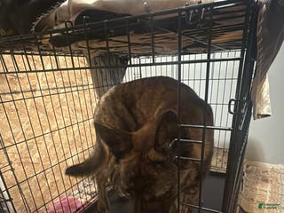 Mixed Breed dogs Zeus - Ad 1