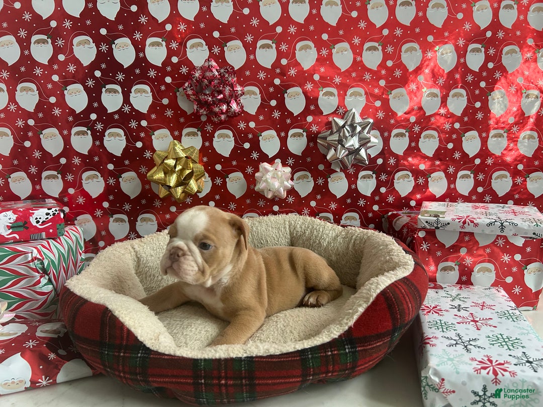 English Bulldog dogs for sale: Hank - Ad 3