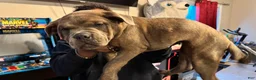American Bully dogs for sale: American Bully Puppy NOVA - Ad 1