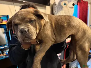 American Bully dogs for sale: American Bully Puppy NOVA - Ad 2