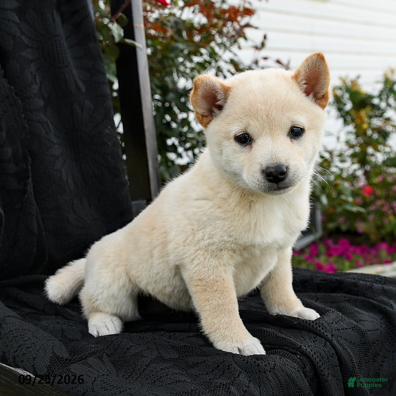 Ivory