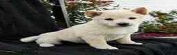 Shiba Inu dogs for sale: Ivory  - Ad 1