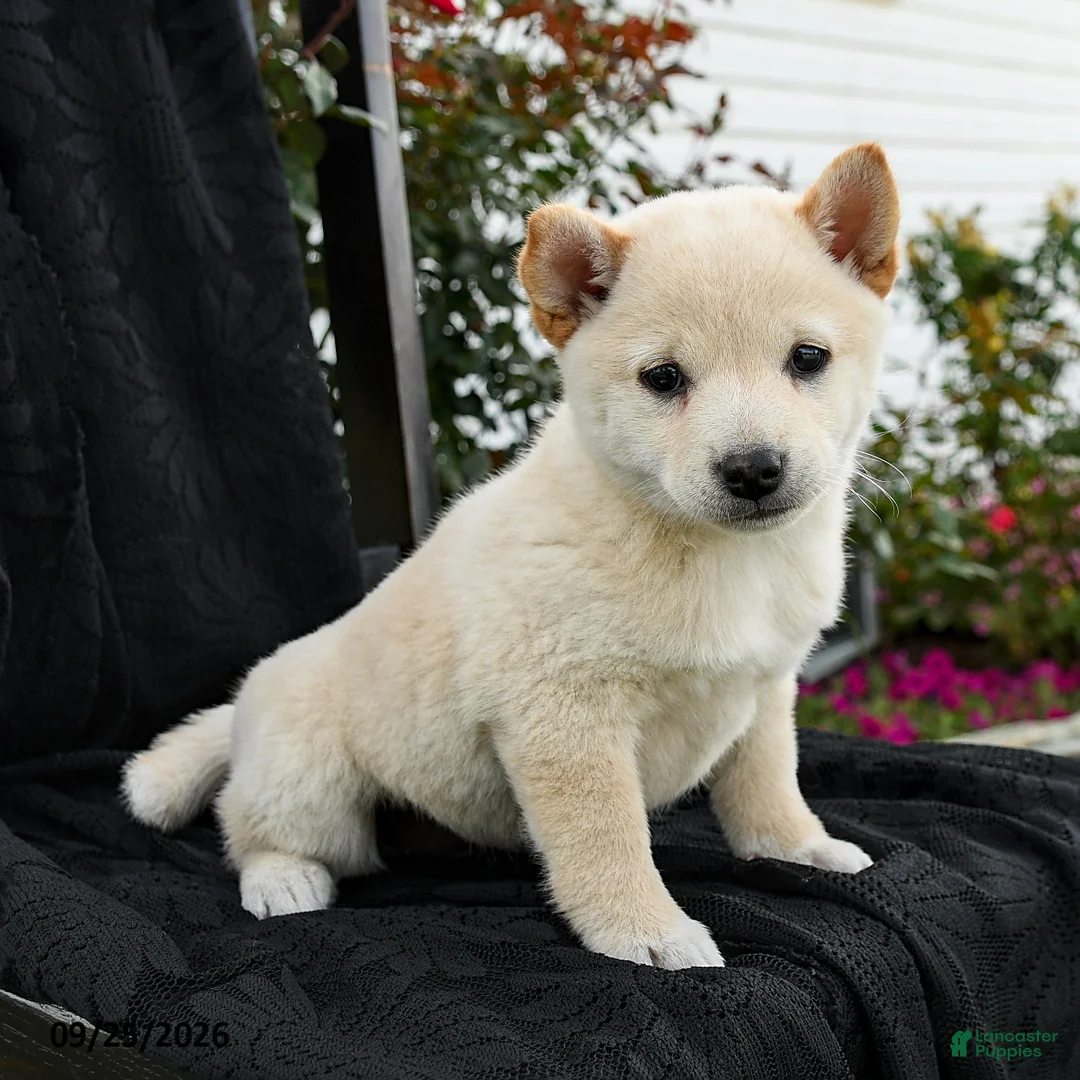 Shiba Inu dogs for sale: Ivory  - Ad 1