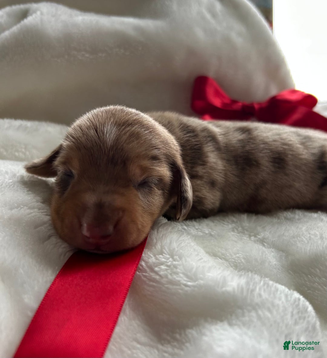 Miniature Dachshund dogs for sale: Dasher - Ad 2