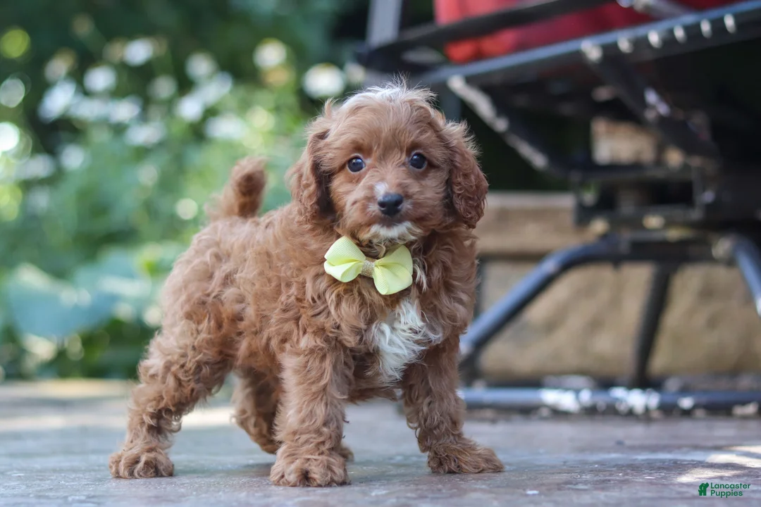 Cavapoo dogs for sale: Justin - Ad 2