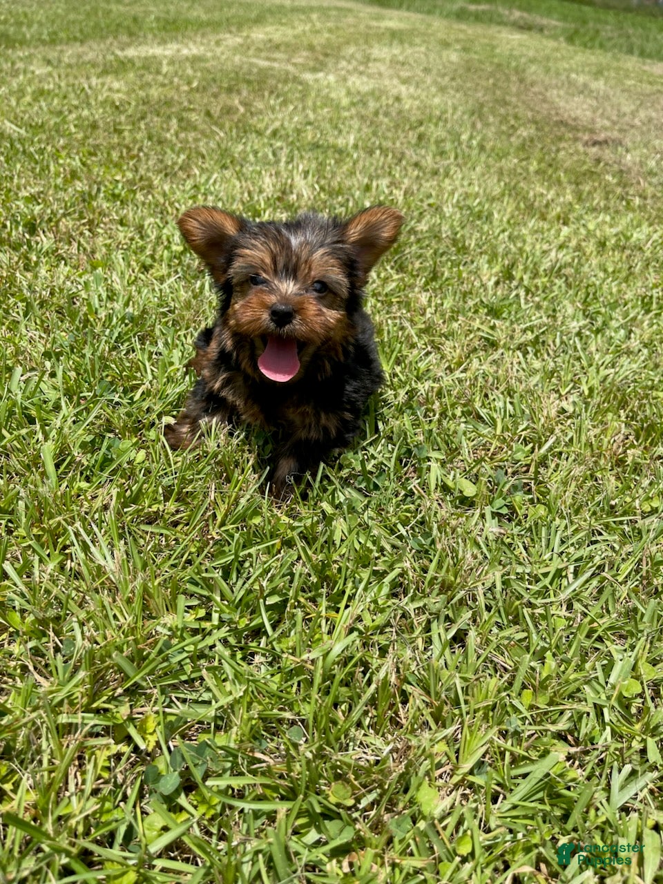 Yorkshire Terrier dogs Boy  - Ad 1