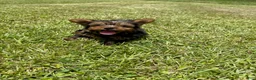 Yorkshire Terrier dogs for sale: Boy  - Ad 1