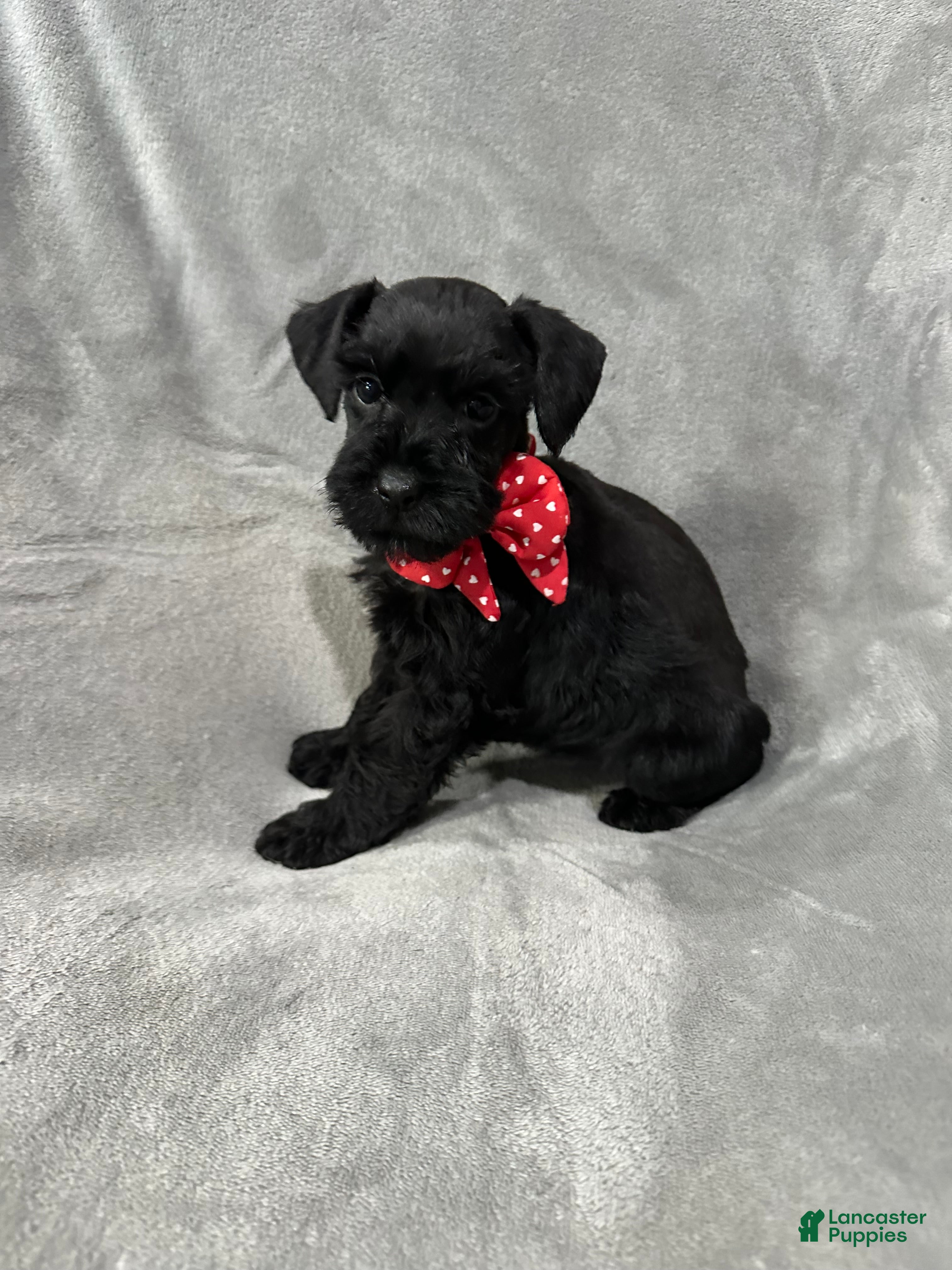 Miniature Schnauzer dogs for sale: Molley  - Ad 33