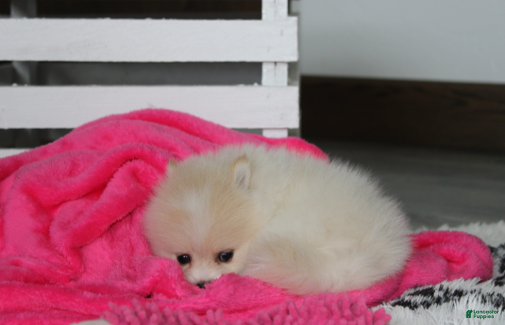 Pomeranian dogs Raine - Ad 2