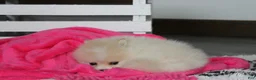 Pomeranian dogs for sale: Raine - Ad 2