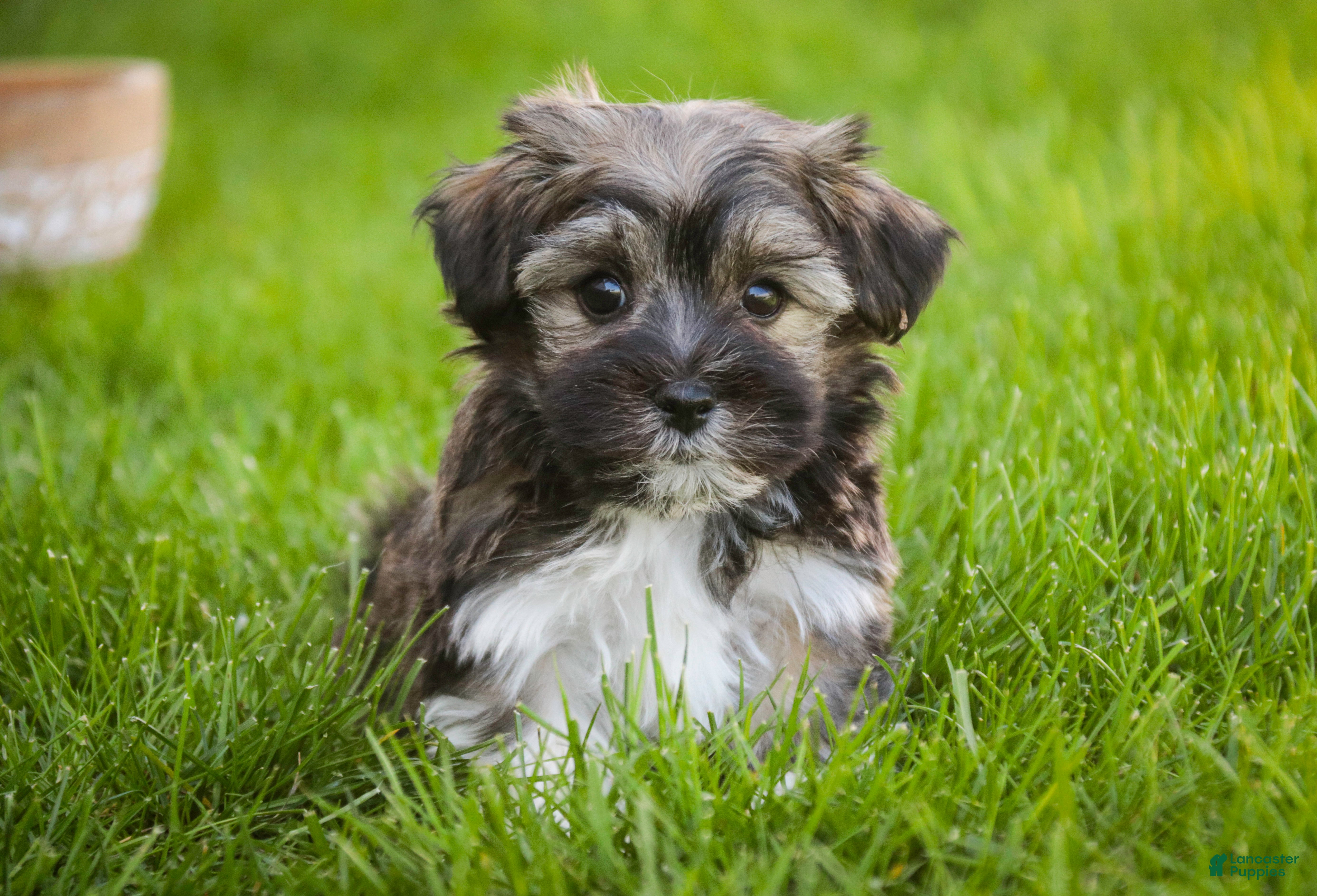 Havanese dogs Spunky - Ad 1