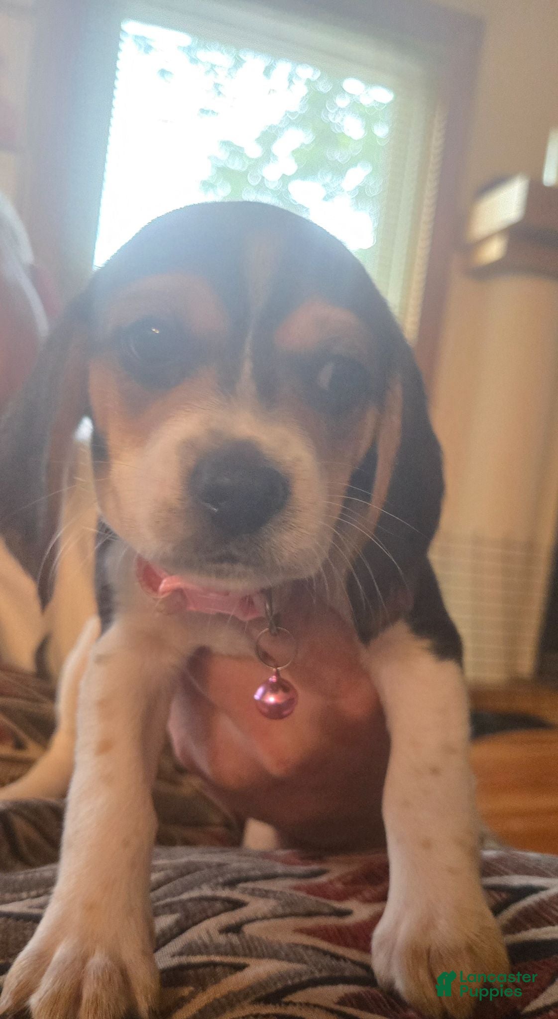 Beagle dogs Beagle 5 - Ad 16