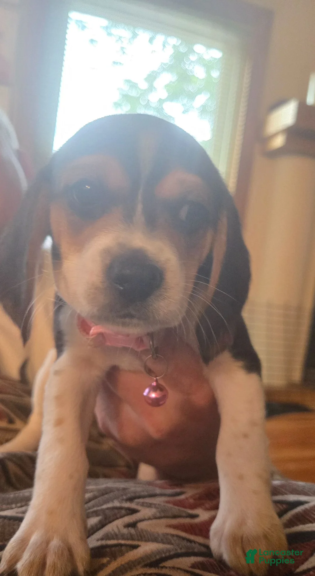 Beagle dogs for sale: Beagle 5 - Ad 1