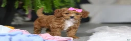 Cavapoo dogs for sale: Princess - Ad 5