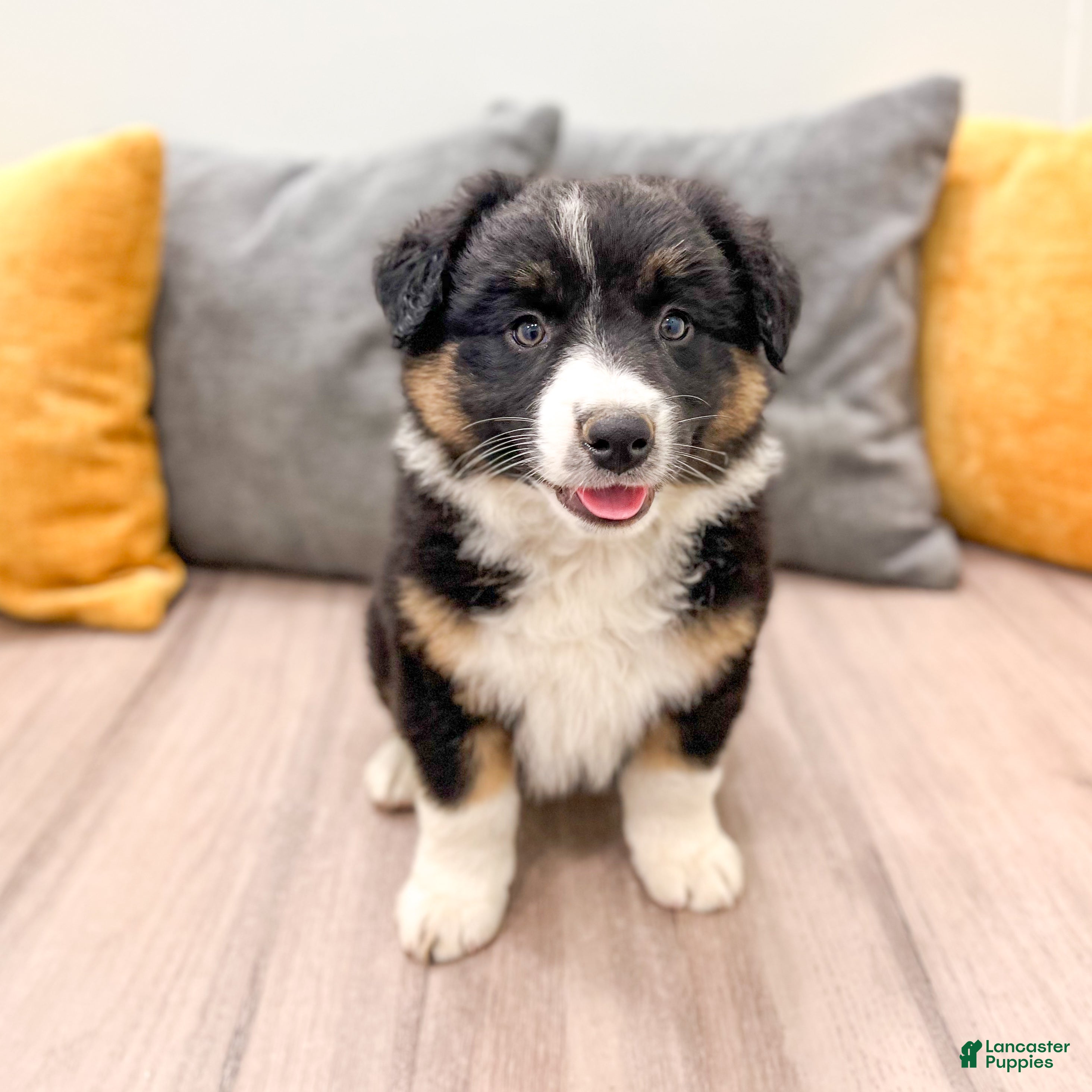 Australian Shepherd dogs Luna - Ad 1