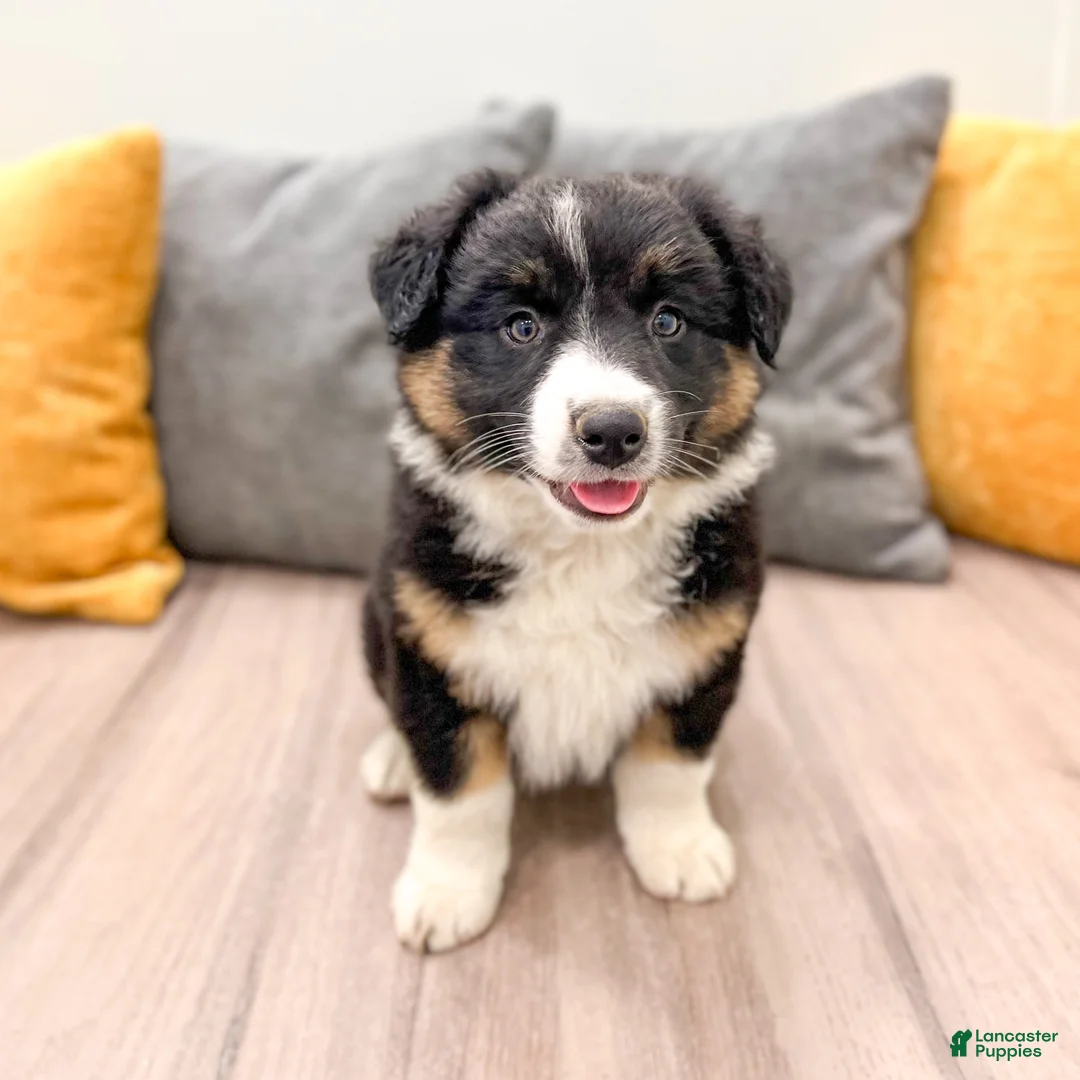 Australian Shepherd dogs for sale: Luna - Ad 1