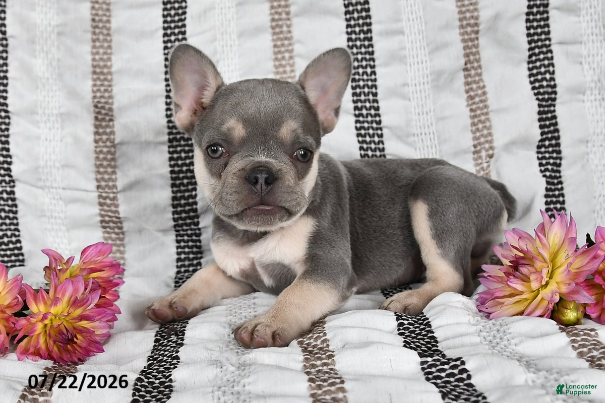 French Bulldog dogs Oliver - Ad 2