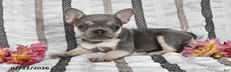 French Bulldog dogs for sale: Oliver - Ad 2