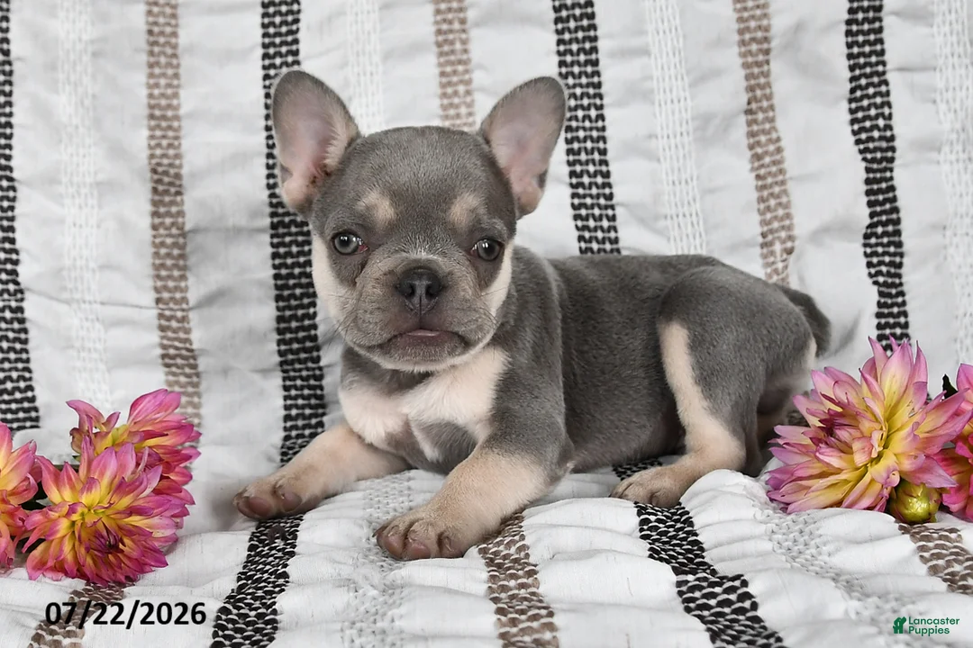 French Bulldog dogs for sale: Oliver - Ad 2