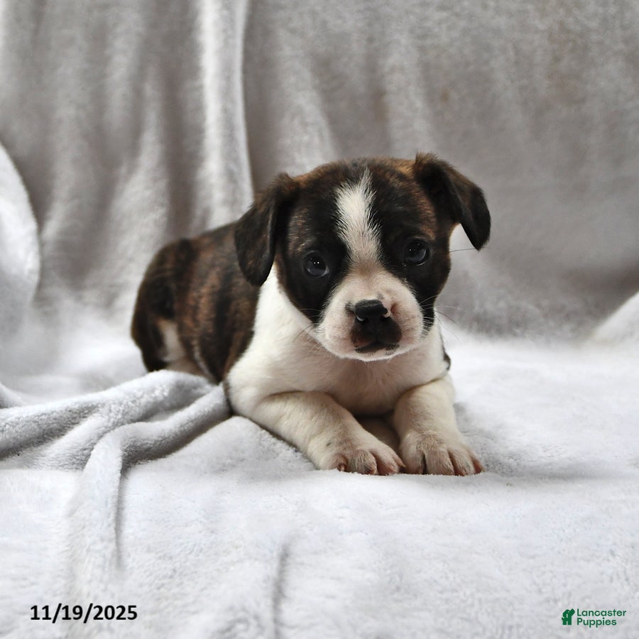 Mixed Breed dogs Dixie - Ad 28