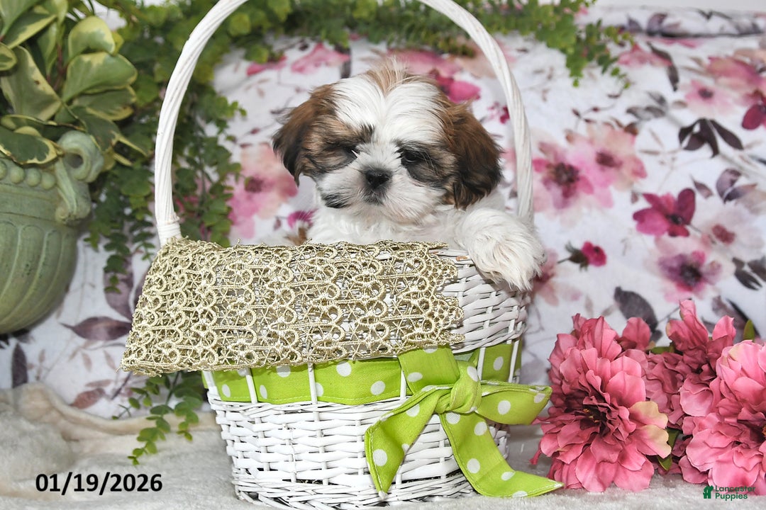Shih Tzu dogs for sale: Mac - Ad 5