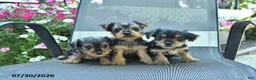 Yorkshire Terrier dogs for sale: Jake - Ad 5