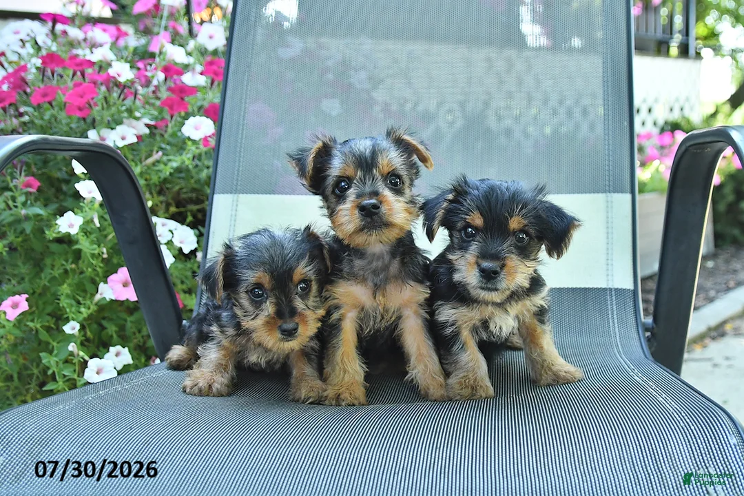 Yorkshire Terrier dogs for sale: Jake - Ad 5
