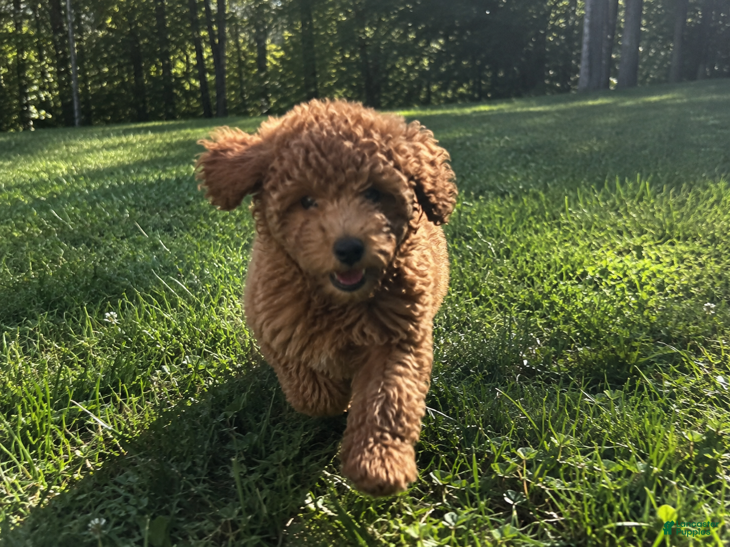 Toy Poodle dogs Toy Poodle Puppy 2 - Ad 1