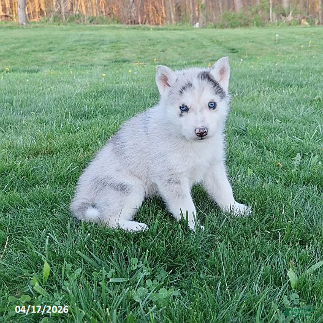 Gerberian Shepsky dogs for sale: Silver - Ad 3