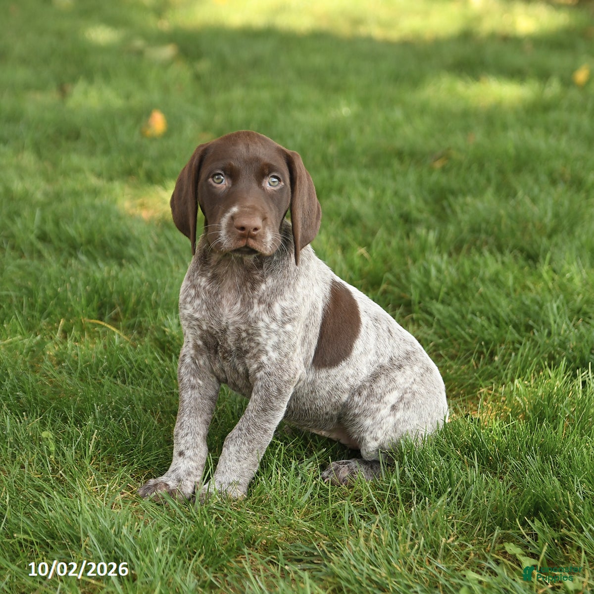 German Shorthaired Pointer dogs Sophie - Ad 2