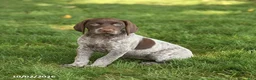 German Shorthaired Pointer dogs for sale: Sophie - Ad 2