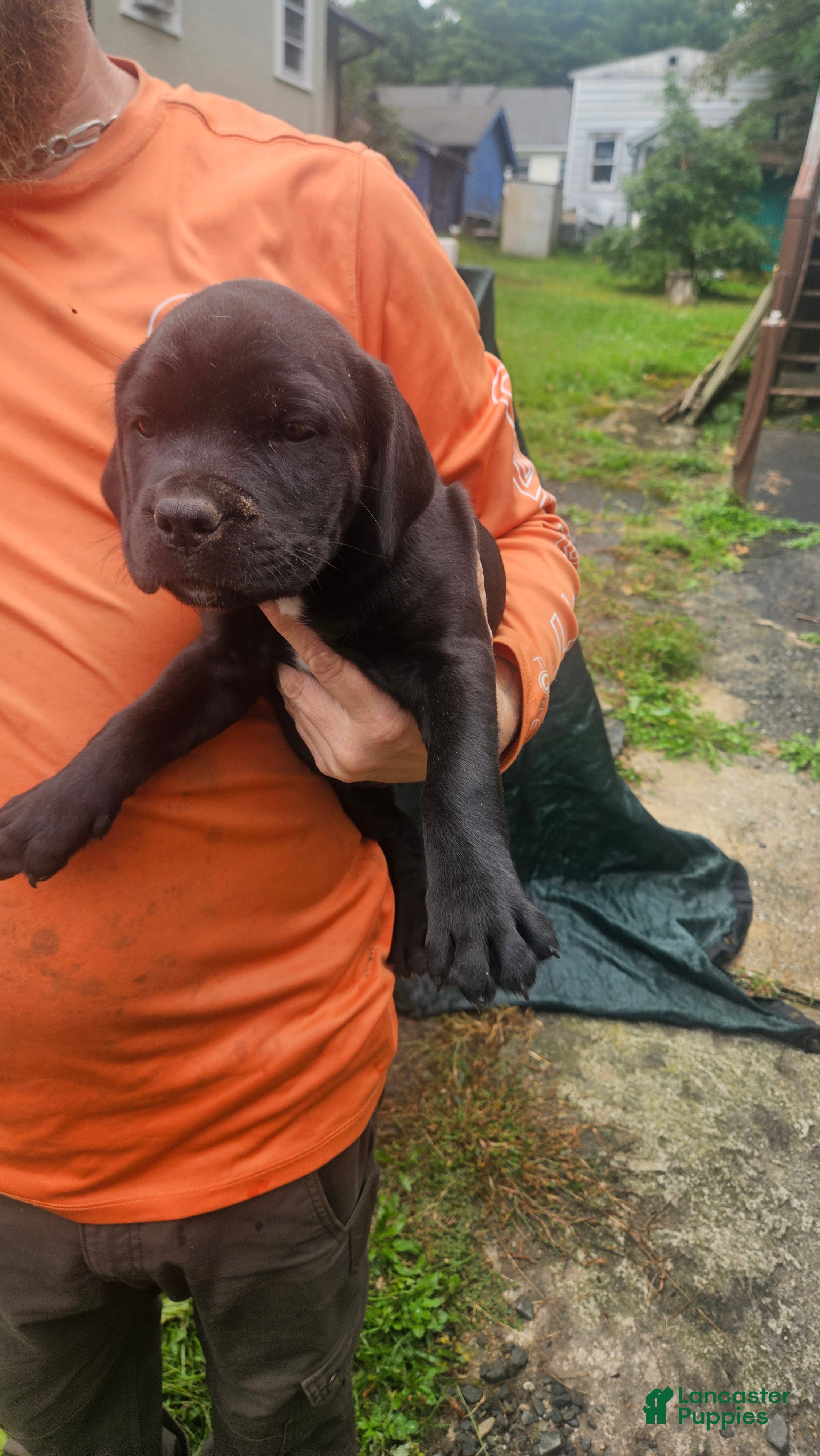 Cane Corso dogs for sale: Cane Corso 7 - Ad 4
