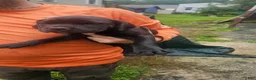 Cane Corso dogs for sale: Cane Corso 7 - Ad 1