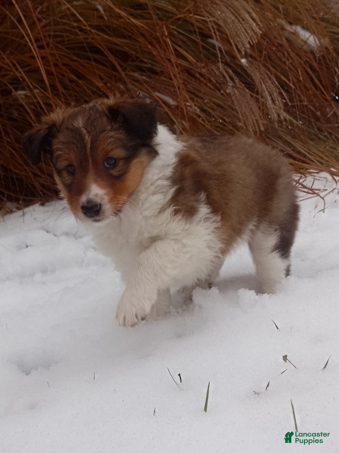 Shetland Sheepdog dogs for sale: Emma - Ad 2