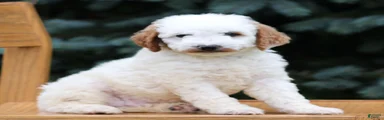 Chip 
